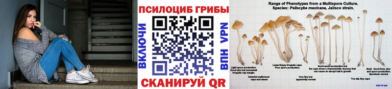 Купить где  Палласовка  Галлюциногенные грибы мицелий 